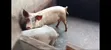 Pigs Farm for Sale at Nsawam Voltic - 2