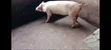 Pigs Farm for Sale at Nsawam Voltic - 3