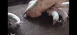 Pigs Farm for Sale at Nsawam Voltic - 5