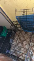 Brand New Dog Cage with Free Accessories - 1