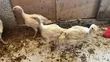 Two Months Old Hybrid Turkey Poults (50% BBW) - 1