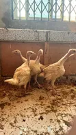 Two Months Old Hybrid Turkey Poults (50% BBW) - 2