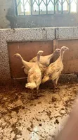 Two Months Old Hybrid Turkey Poults (50% BBW) - 3