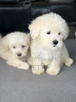 Purebred Poodle Puppy - 1-3 Months Old