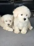 Purebred Poodle Puppy - 1-3 Months Old - 1
