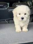 Purebred Poodle Puppy - 1-3 Months Old - 2