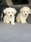 Purebred Poodle Puppy - 1-3 Months Old - 3