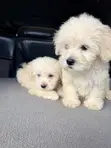 Purebred Poodle Puppy - 1-3 Months Old - 4