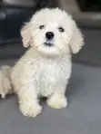 Purebred Poodle Puppy - 1-3 Months Old - 5