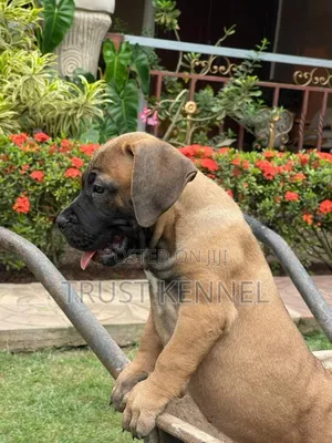 Purebred Boerboel Puppy - 1-3 Months Old