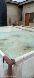 Bioremediation Solution for Tilapia & Catfish Ponds - 1