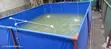 Bioremediation Solution for Tilapia & Catfish Ponds - 2
