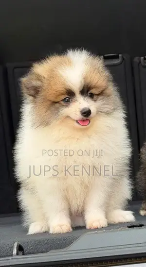 Purebred Female Pomeranian Puppy (1-3 Months)