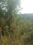 Fenced Plots for Sale @ Kasoa Ofankor - 4