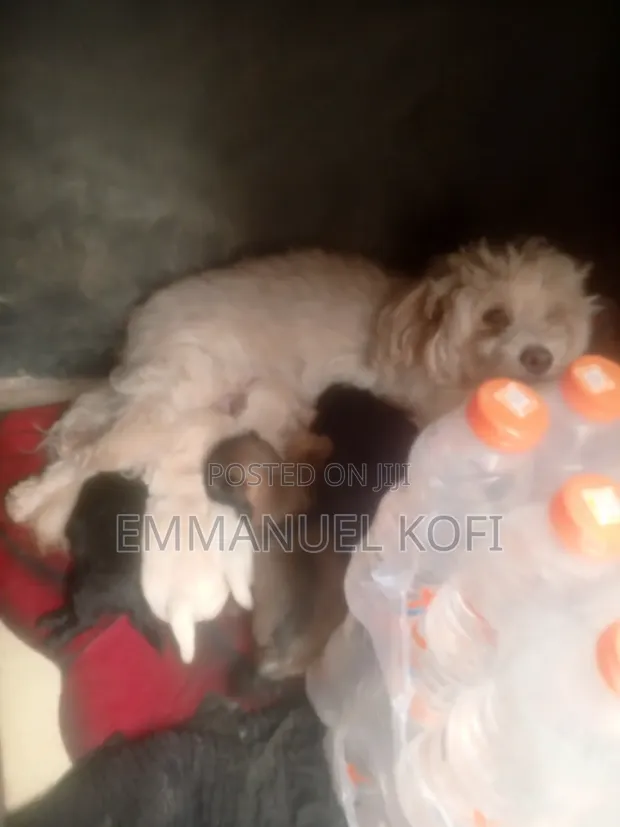 Male Mixed Breed Maltese Puppy (0-1 Month) - 1