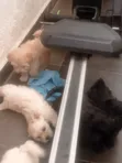 Male Mixed Breed Maltese Puppy (0-1 Month) - 2