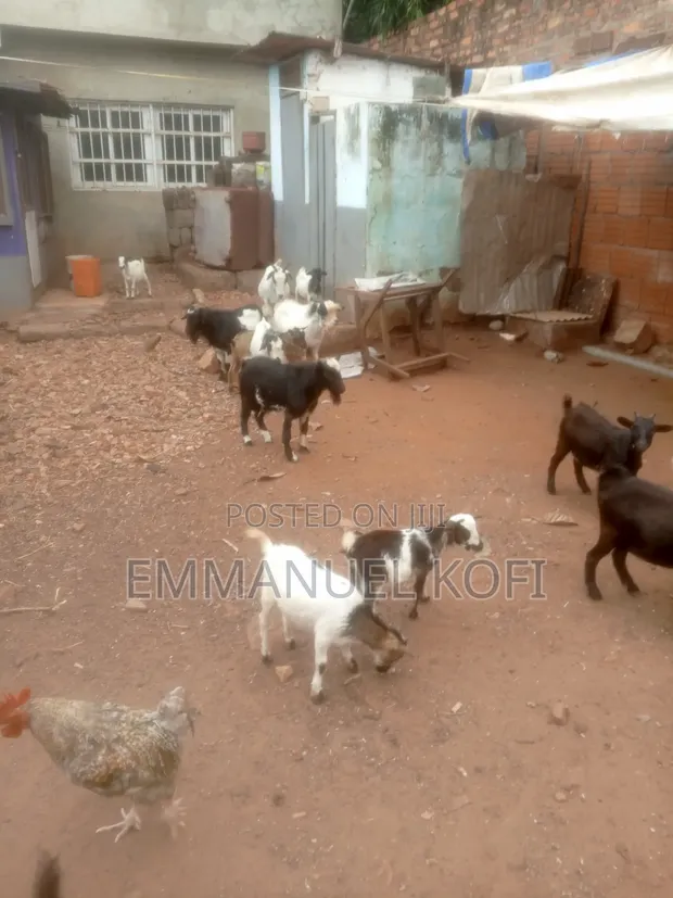 Live Male Goats (Billy) - 1