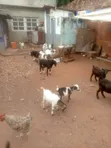 Live Male Goats (Billy) - 1