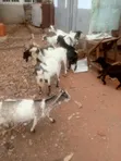 Live Male Goats (Billy) - 2
