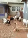 Live Male Goats (Billy) - 3