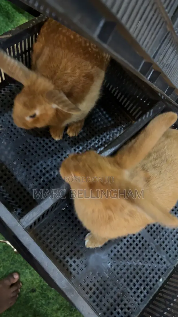 New Zealand Red Rabbit - 1