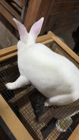 New Zealand Red Rabbit