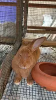 New Zealand Red Rabbit - 3