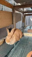 New Zealand Red Rabbit - 4