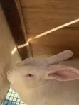 New Zealand Red Rabbit - 5