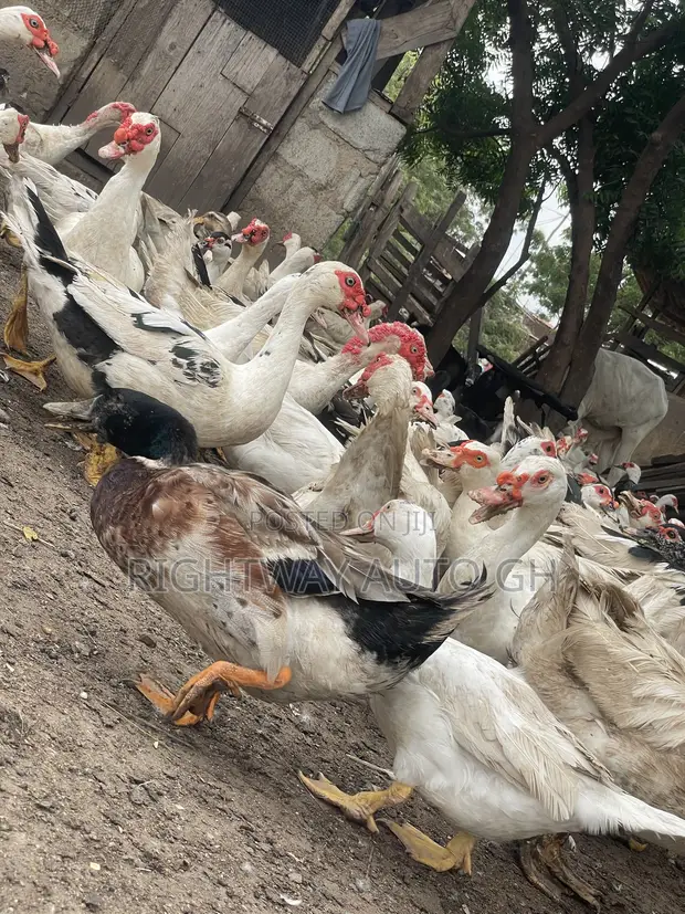 Muscovy Ducks for Breeding and Meat - 1