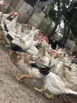 Muscovy Ducks for Breeding and Meat - 1