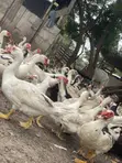 Muscovy Ducks for Breeding and Meat - 2