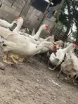 Muscovy Ducks for Breeding and Meat - 3