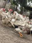 Muscovy Ducks for Breeding and Meat - 4