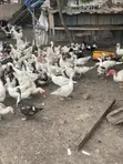 Muscovy Ducks for Breeding and Meat - 5