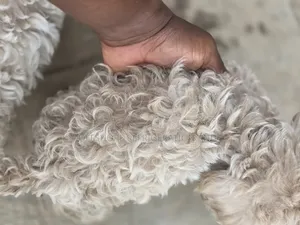 Purebred Maltese Puppies (1-3 Months Old)