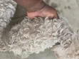 Purebred Maltese Puppies (1-3 Months Old) - 1