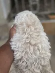 Purebred Maltese Puppies (1-3 Months Old) - 2