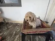Purebred Maltese Puppies (1-3 Months Old) - 3