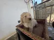 Purebred Maltese Puppies (1-3 Months Old) - 4