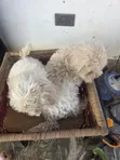 Purebred Maltese Puppies (1-3 Months Old) - 5