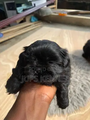Purebred Female Shih Tzu Puppy (1-3 Months)