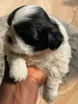 Purebred Female Shih Tzu Puppy (1-3 Months) - 2