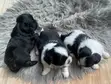 Purebred Female Shih Tzu Puppy (1-3 Months) - 3