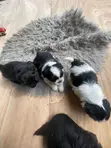 Purebred Female Shih Tzu Puppy (1-3 Months) - 4
