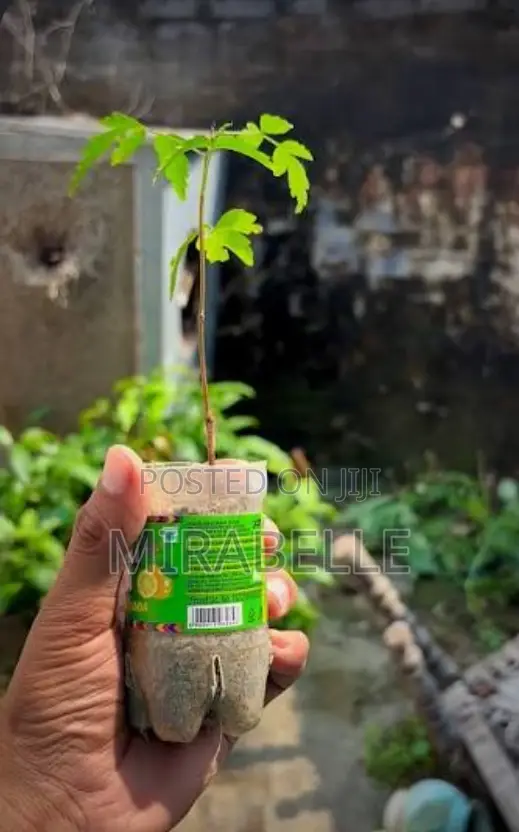Neem Tree Seedlings - 1