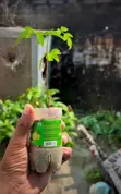 Neem Tree Seedlings - 1