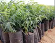 Neem Tree Seedlings - 2