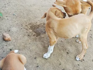 Female Mixed Breed Dog, 1-3 Months Old
