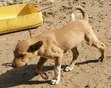 Female Mixed Breed Dog, 1-3 Months Old - 2